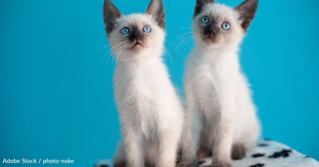 They're No Strangers to The White House, and Other Fun Facts About Siamese Cats