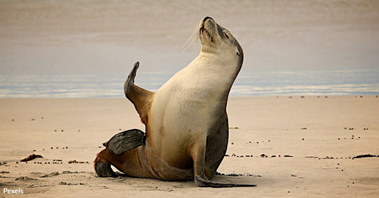 Sick and Dead Sea Lions and Dolphins Washing Ashore In Southern California