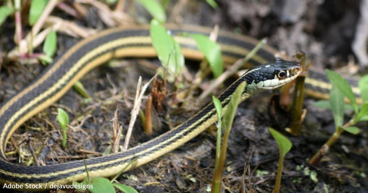 10 Facts About the Often Feared, But Mostly Harmless, Snake