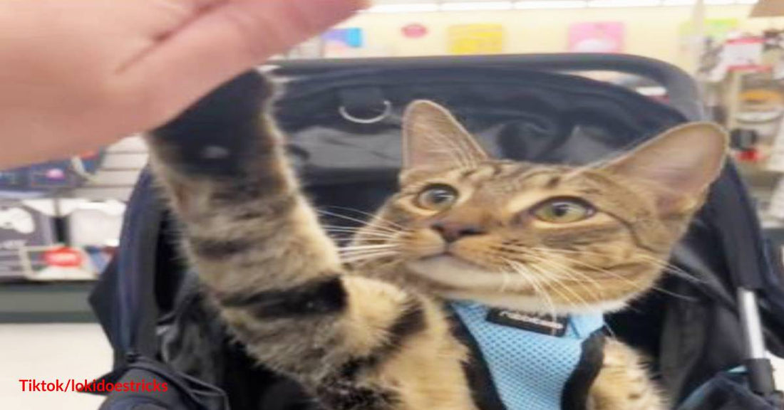 Give Me Five! Tabby Cat Greets Delighted Customers in a Pet-Friendly Store