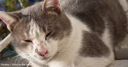 Senior Cat Rescued When Family Gets Rid of Him for Being a 'Nuisance'