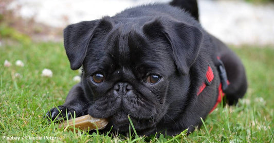 Woman Definitely Doesn't Have a Case of the Mondays After Adopting a Sweet Pug Named Tuesday