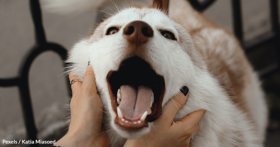 Petting A Dog Is More Than Just A Physical Interaction, It’s An Emotional One