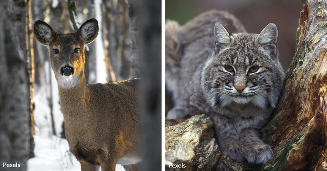 From Hibernation to Foraging: The Diverse Winter Lives of Wild Animals