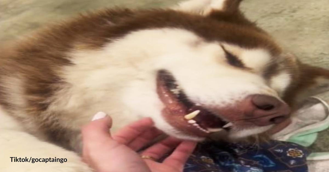 Woman Shocked by Neighbor Who Tied an Unwanted Malamute to a Fence