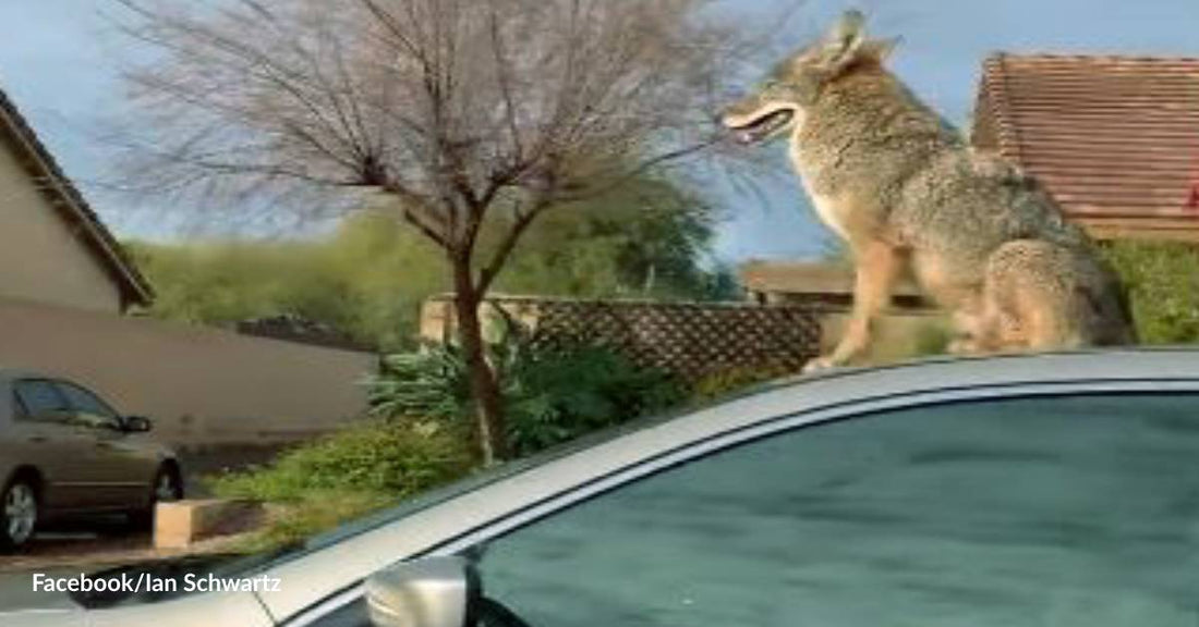 Coyote Claims Ownership of Neighborhood Car as He Looks Out for Roadrunners