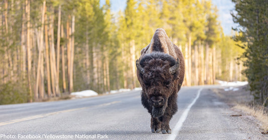 Yellowstone Bison Takes Frustration Out On Passing Vehicle