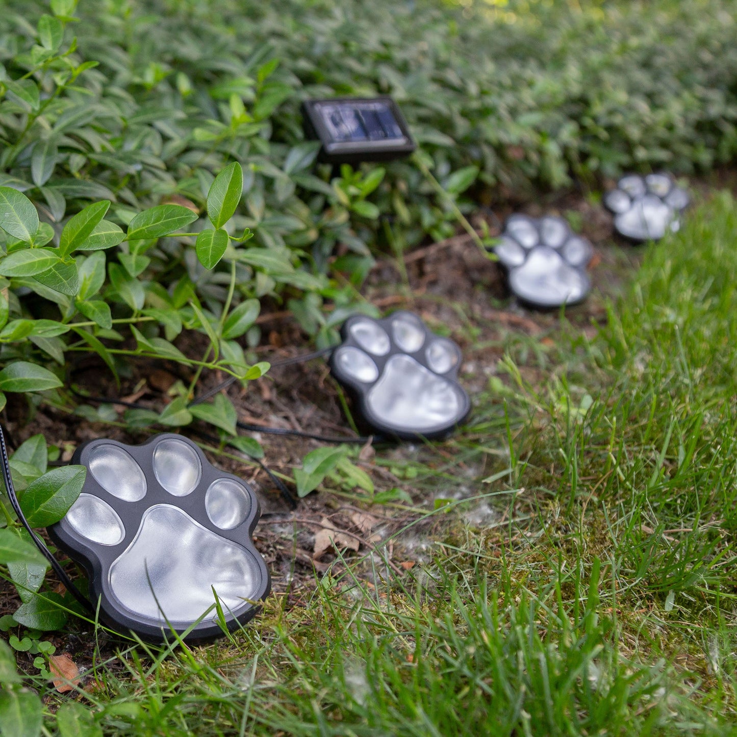 Paw Print Solar Ground Lights Set