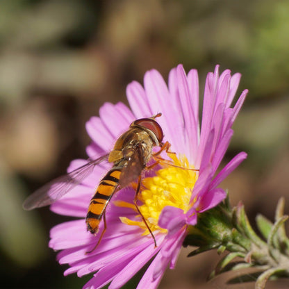 Plant Flowers to Save Bees & Other Natural Wildlife