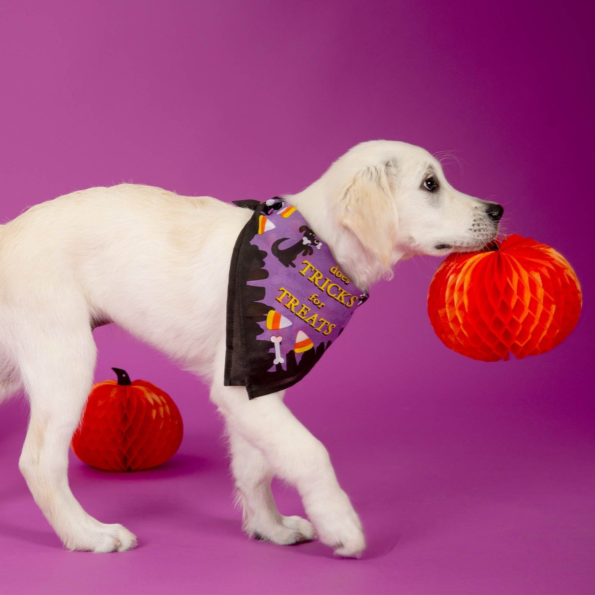 Benefit Buy - Halloween Treats For Shelter Animals