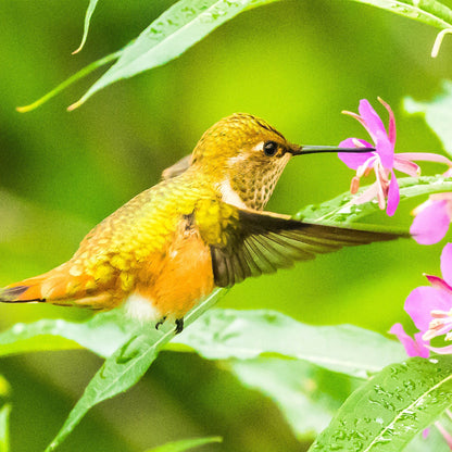 Plant Flowers to Save Bees & Other Natural Wildlife