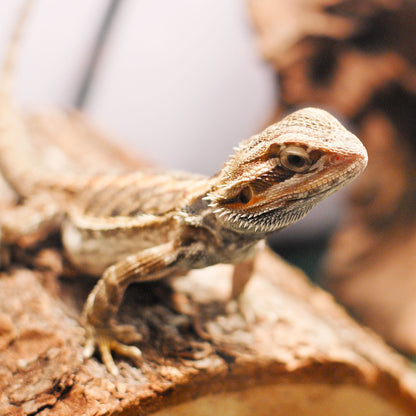 Send Supplies to Rescued Reptiles