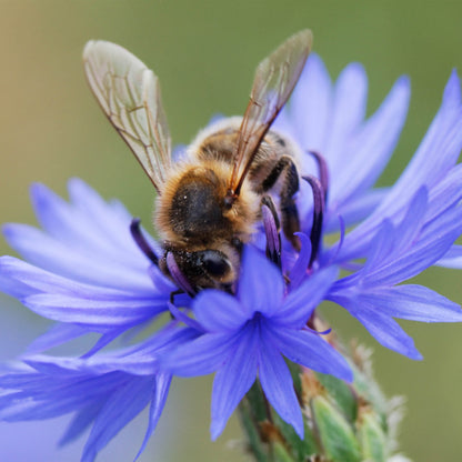 Plant Flowers to Save Bees & Other Natural Wildlife