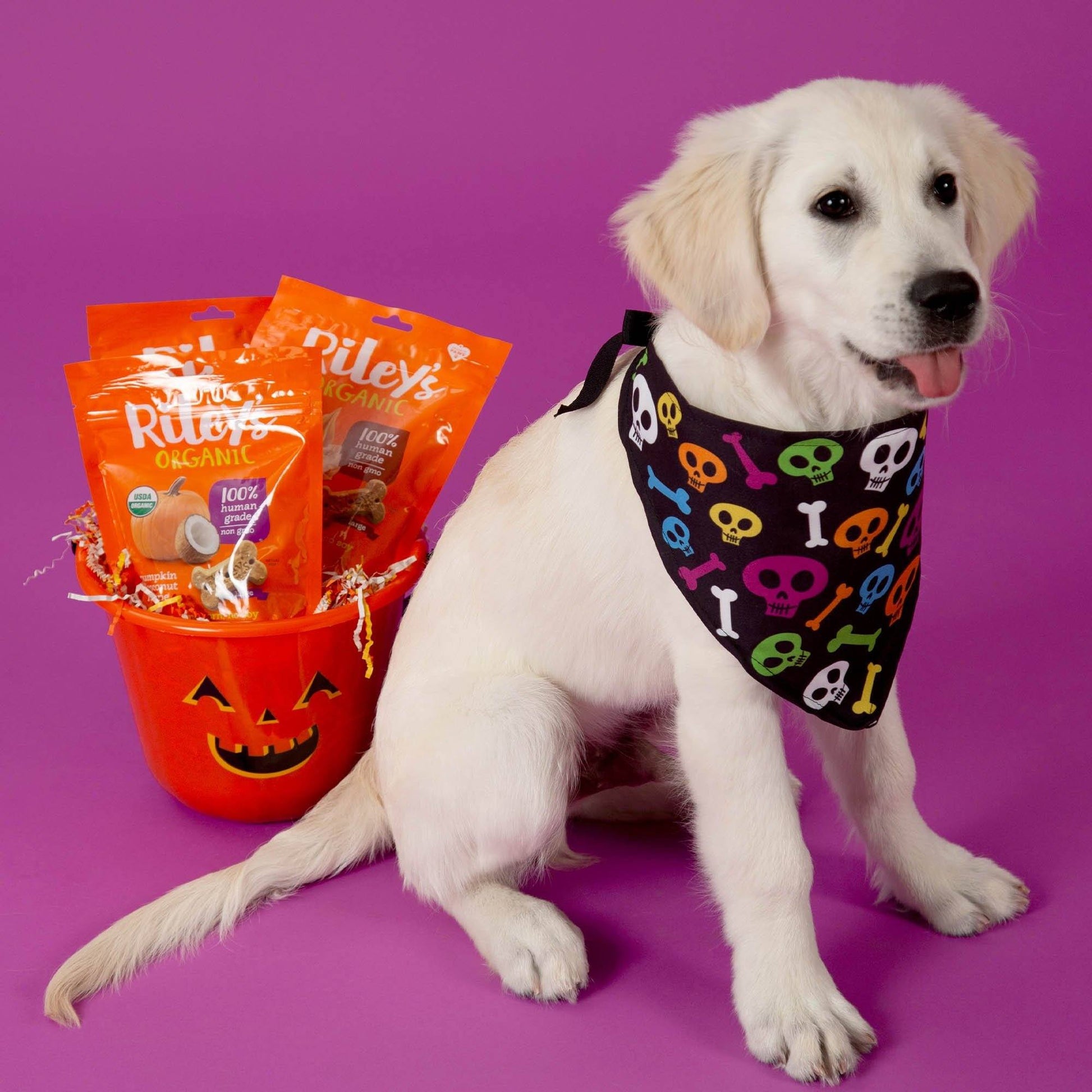 Benefit Buy - Halloween Treats For Shelter Animals