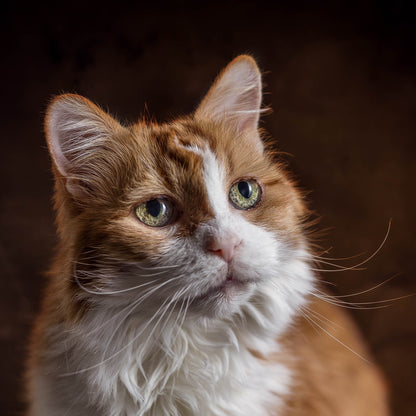 Send Support Packages to Senior Cats