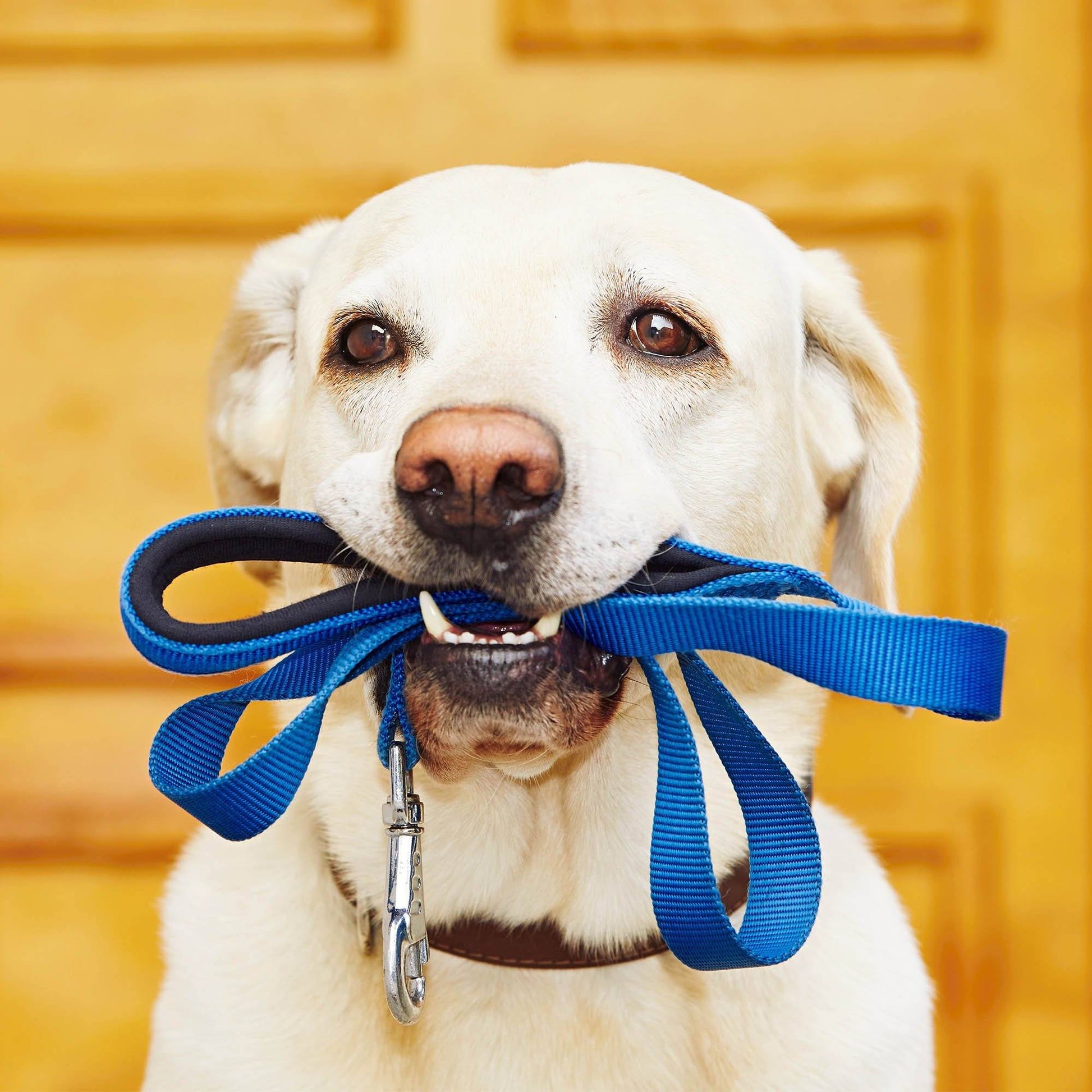 Benefit Buy - School Packs For Shelter Dogs To Become A Best Bud For A Veteran