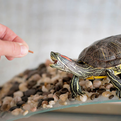 Help Rescued Turtles By Sending Supplies