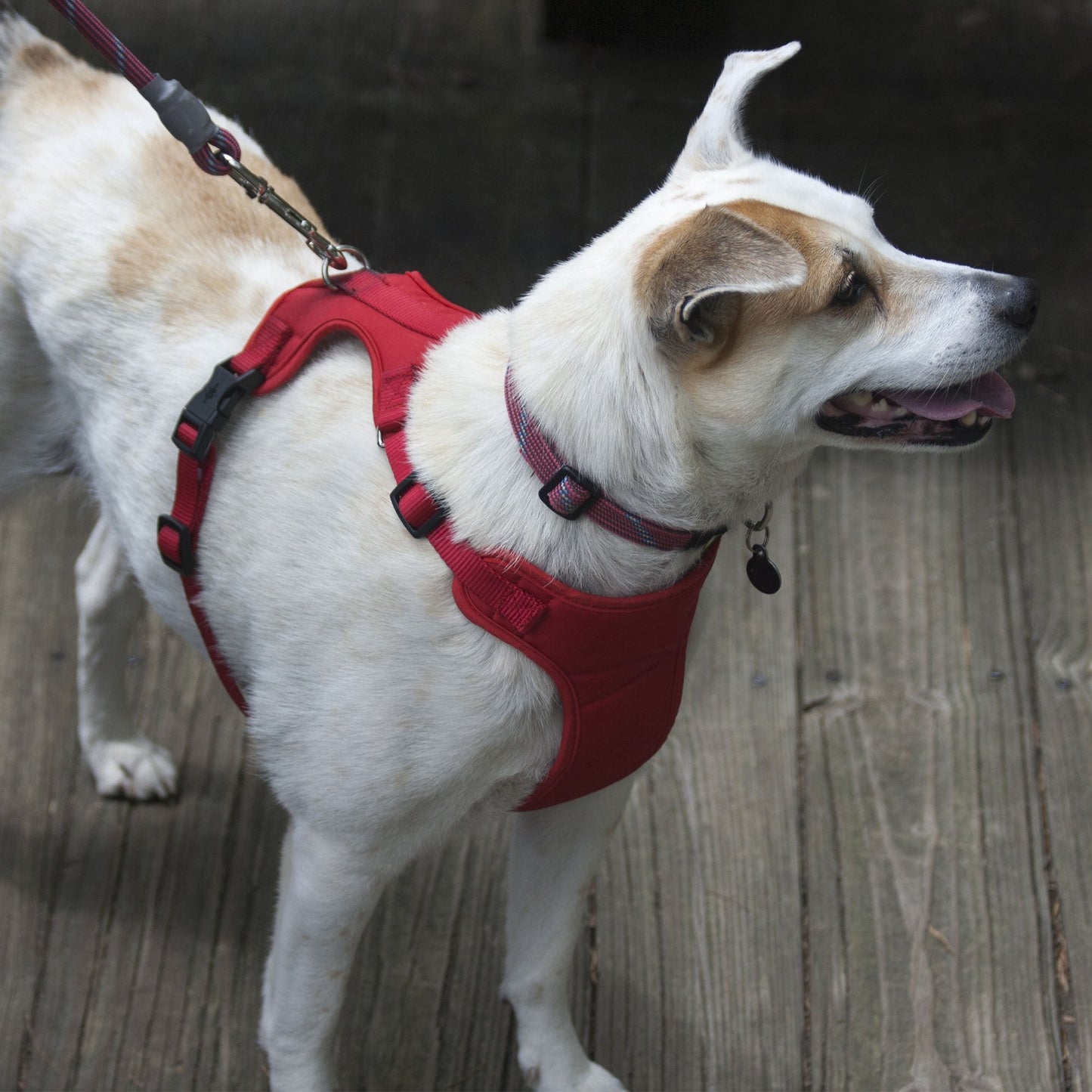 Encourage Adoption By Sending Bandanas & Vests to Furry Friends