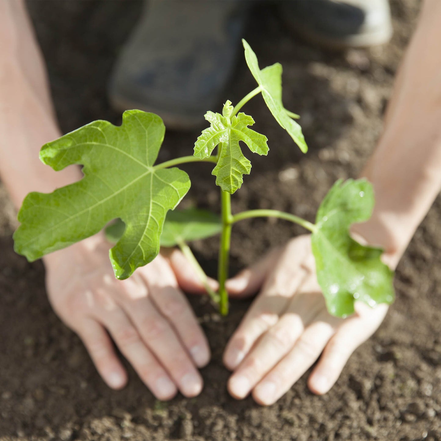 Help Plant Native Trees & Enrich Ecosystems