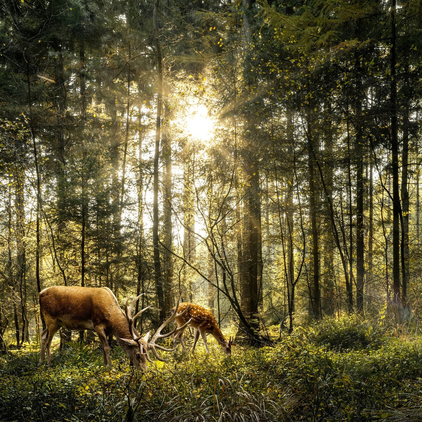 Help Plant Native Trees & Enrich Ecosystems