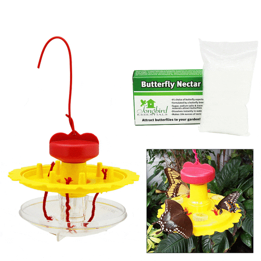 Butterfly Feeder