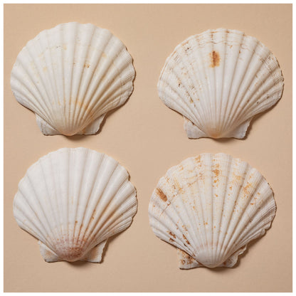 Nantucket Seafood Natural Canape Shells - Set of 4