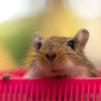 Send Supplies to Hamsters, Guinea Pigs and Other Small Animals