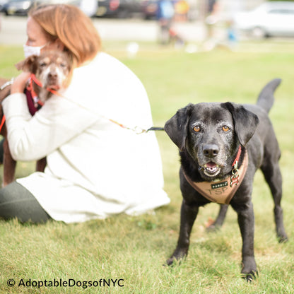 Send Support Packages To Senior Dogs