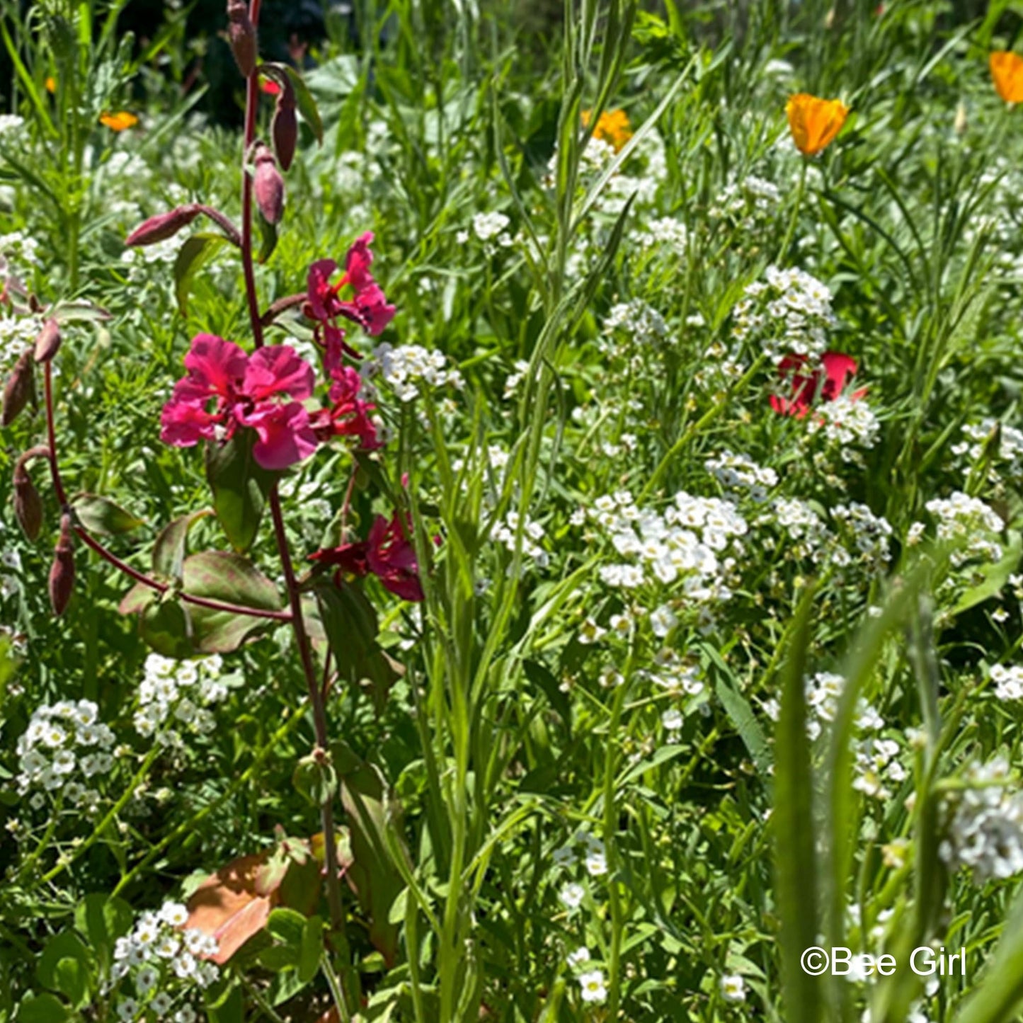 Plant Flowers to Save Bees & Other Natural Wildlife