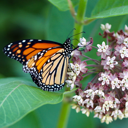 Plant Milkweed Flower Seeds to Help Save the Monarch Butterfly