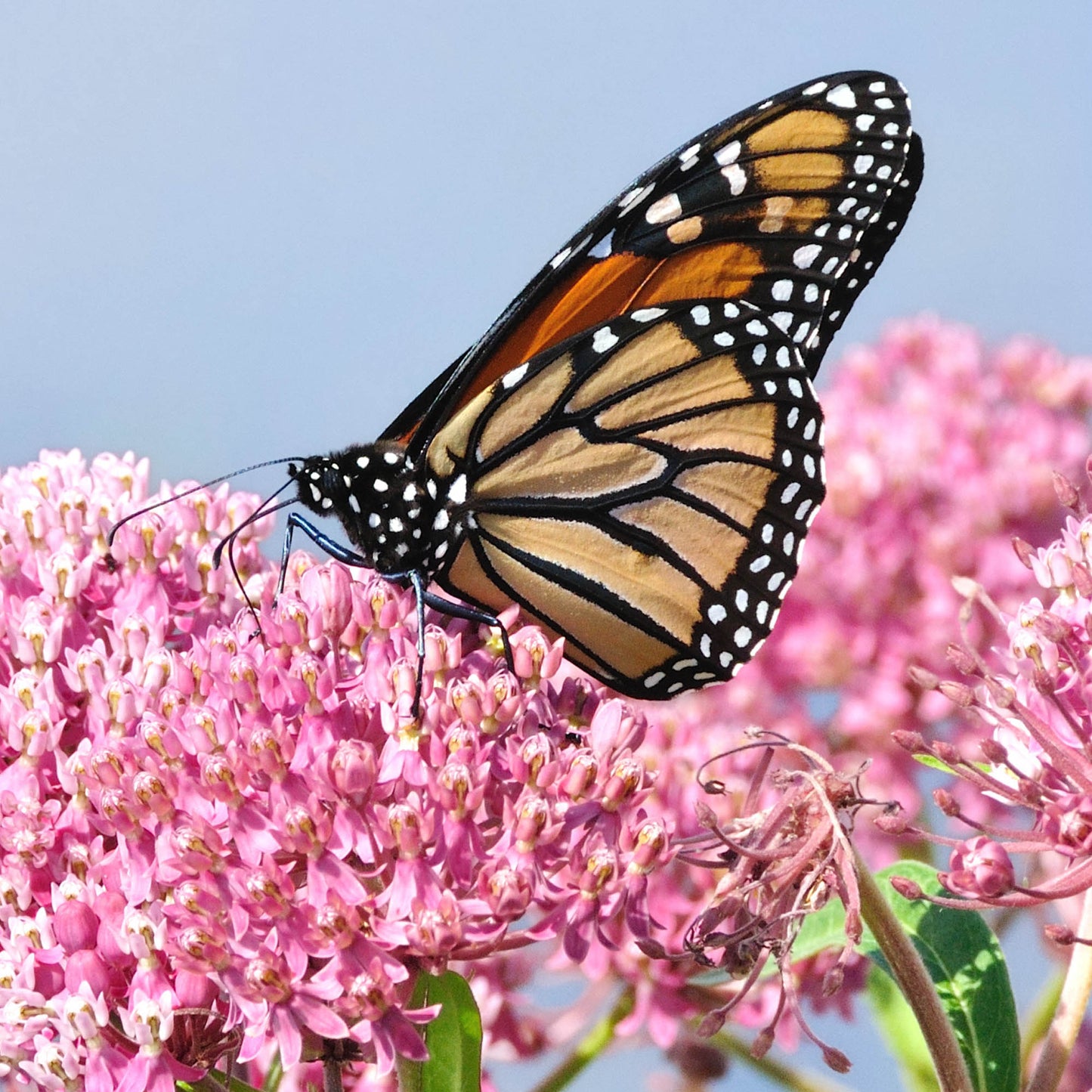 Plant Milkweed Flower Seeds to Help Save the Monarch Butterfly