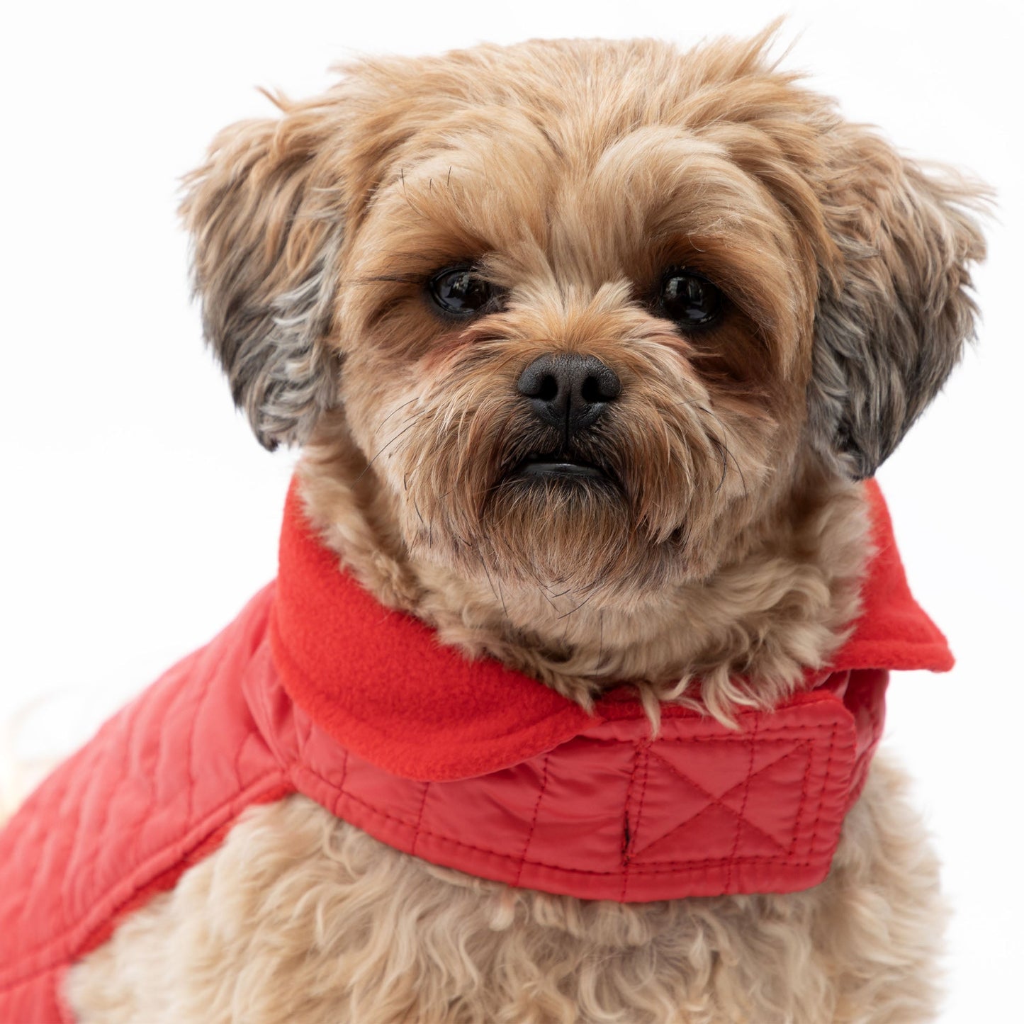 AKC Belly Band Dog Puff Coat