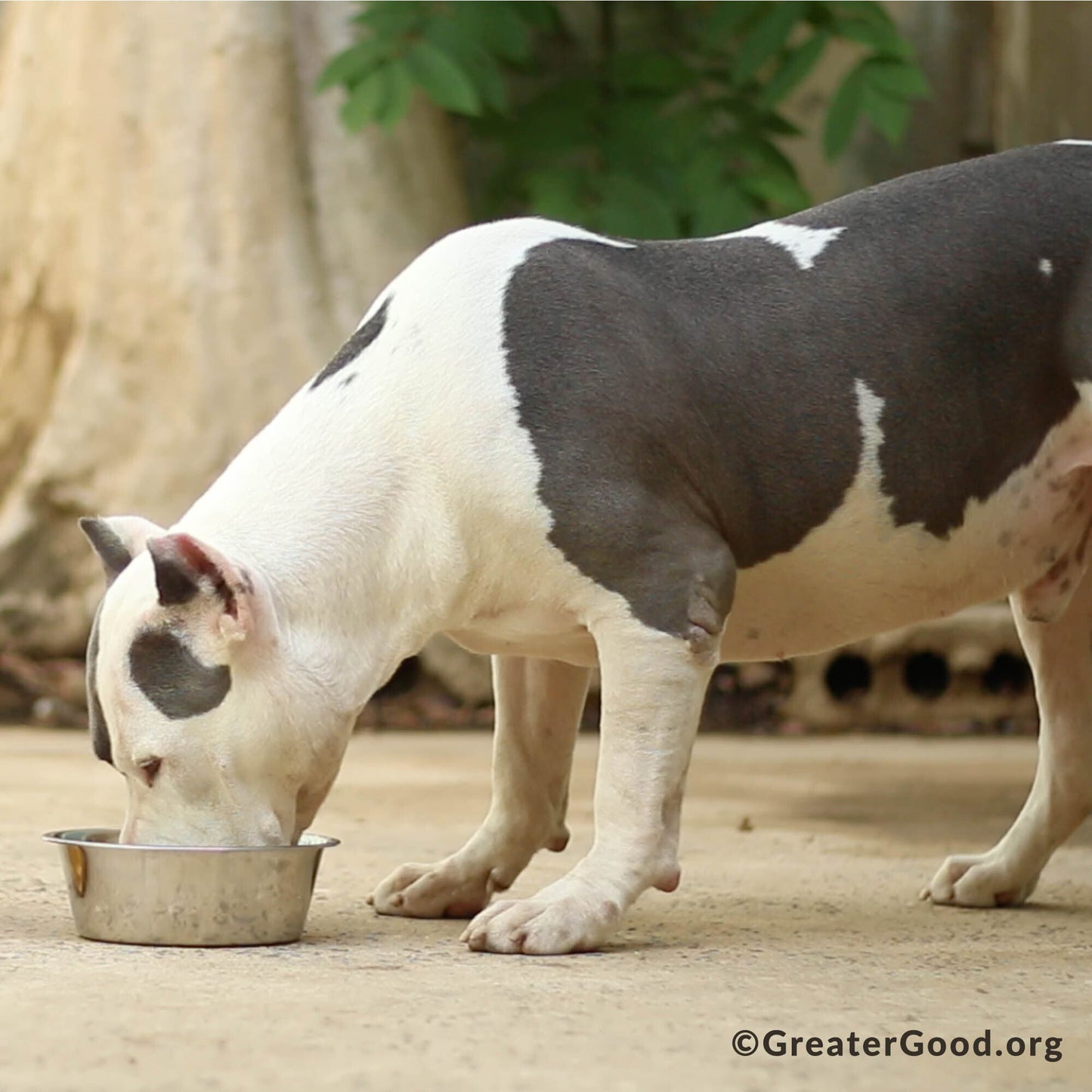 Nourishment Pack to Help Rescue Pets