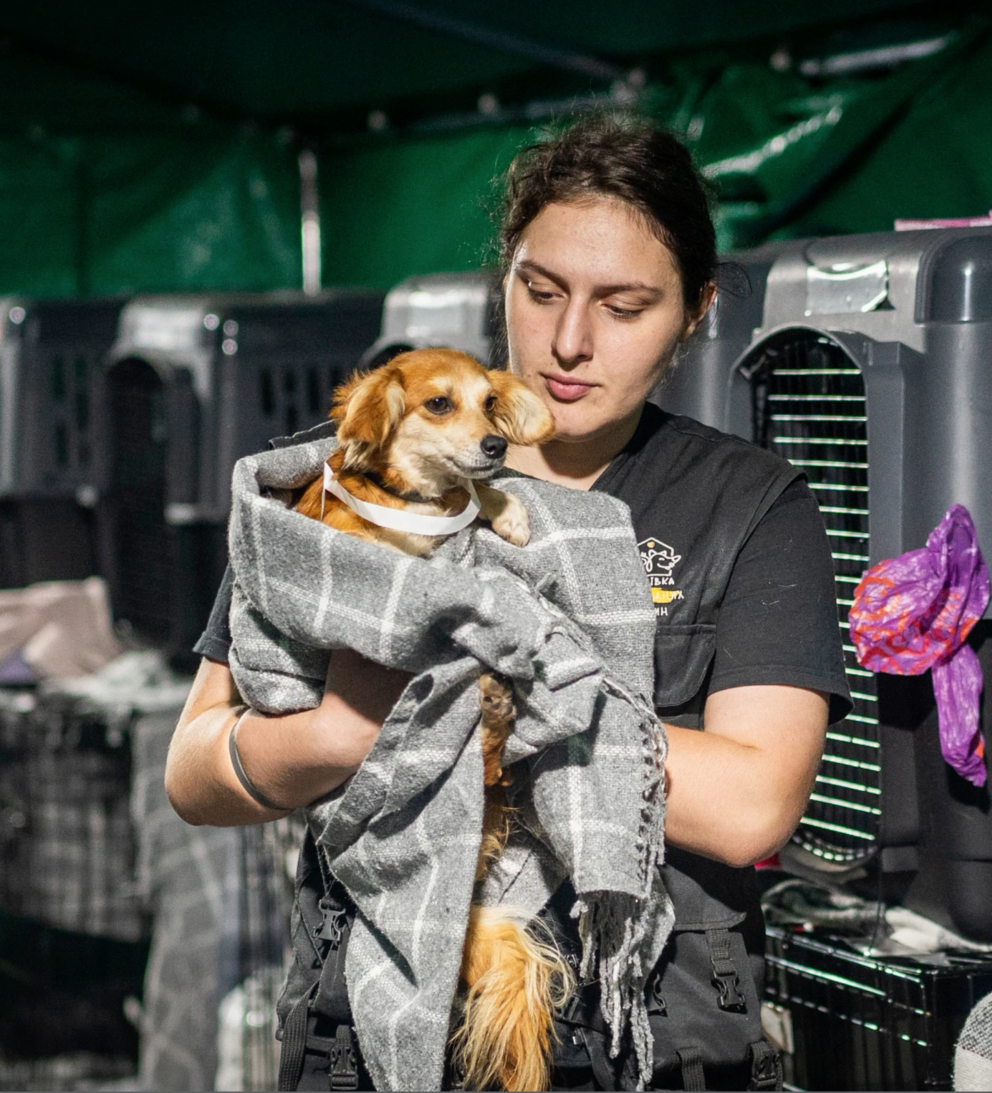 Send Blankets to People & Pets of Ukraine