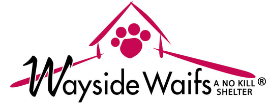 Wayside Waifs in Kansas City, 616 | Clear The Shelters 2022 image