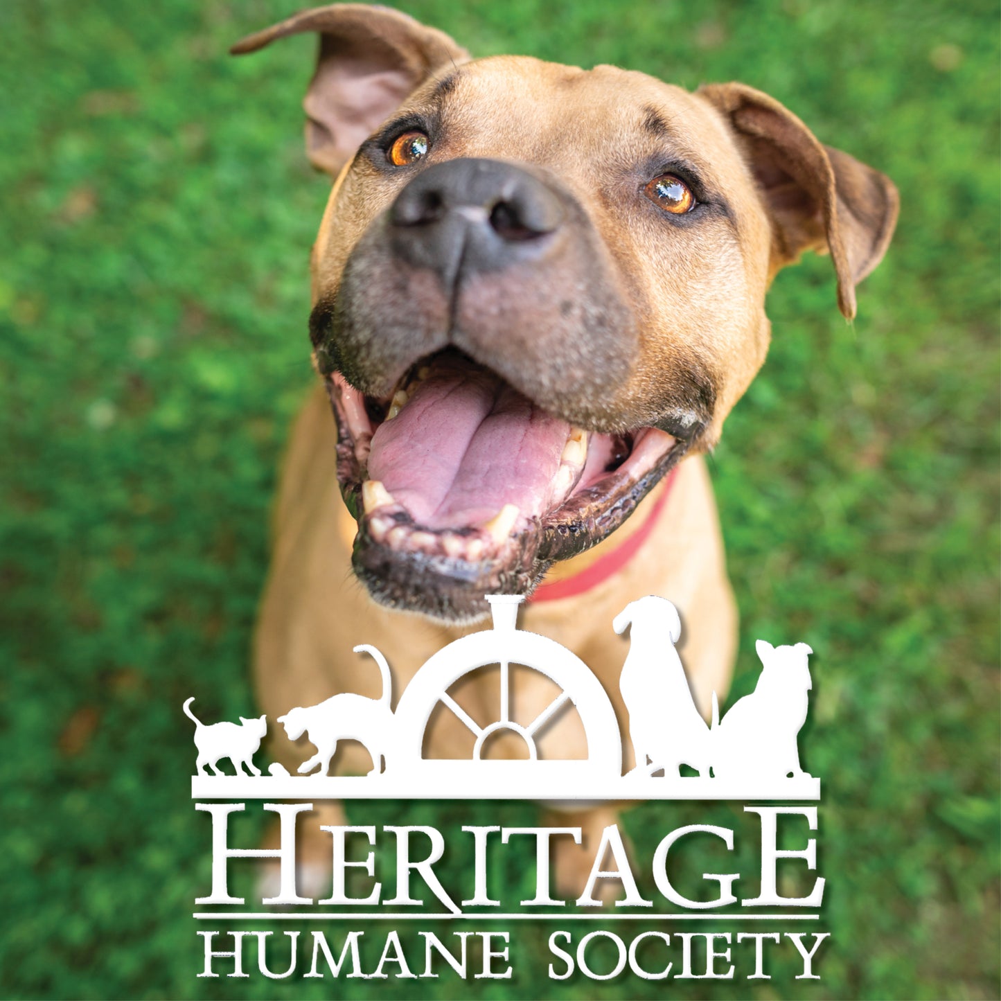 Heritage Humane Society in Williamsburg, VA | Clear The Shelters image