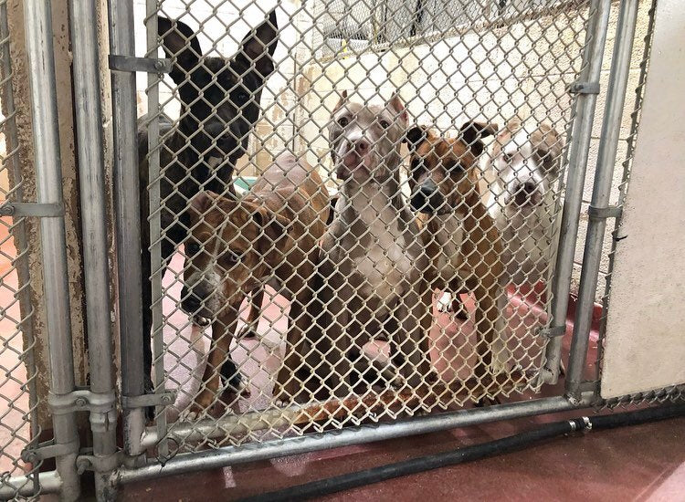 LifeLine Animal Project at DeKalb County Animal Services in Atlanta, 524 | Clear The Shelters 2022 image