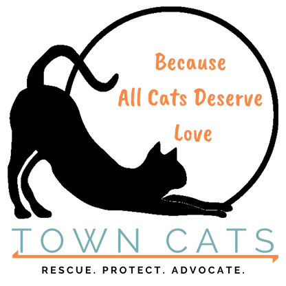 Town Cats in Morgan Hill, CA | Clear The Shelters image