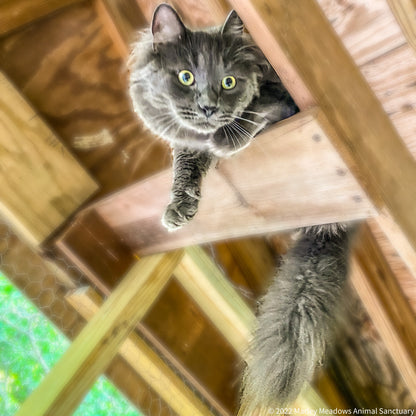 Marley Meadows Animal Sanctuary  in Leesburg , 504 | Clear The Shelters 2022 image