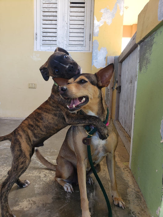 Vieques Humane Society and Animal Rescue in Vieques, PR | Clear The Shelters image