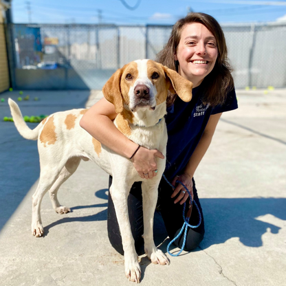 Angels of Assisi in Roanoke, VA | Clear The Shelters image