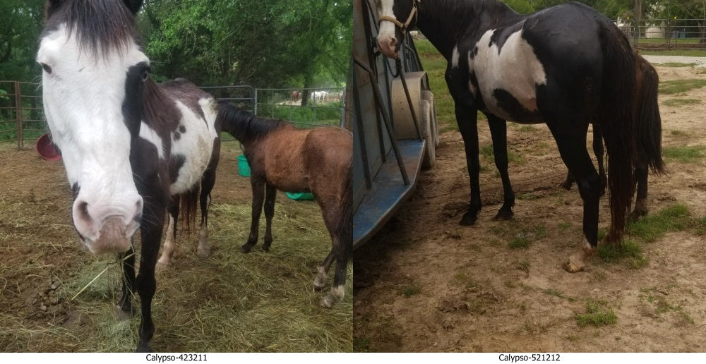 Arabian Rescue Mission, Inc. in Leitchfield, KY | Clear The Shelters image