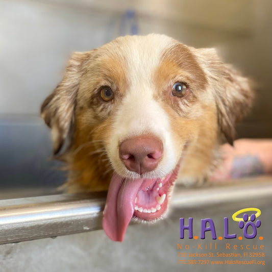 H.A.L.O. No-Kill Rescue in Sebastian, 548 | Clear The Shelters 2022 image