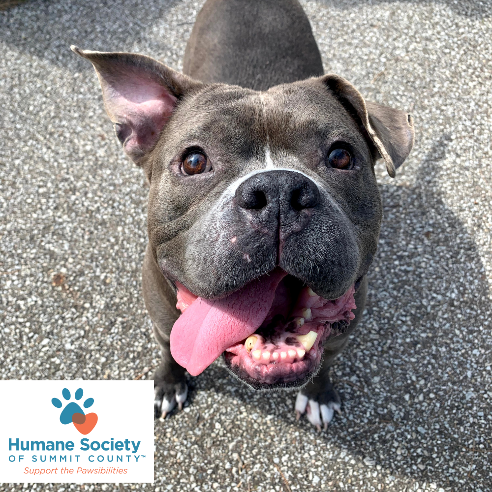 Humane Society of Summit County in Twinsburg, OH | Clear The Shelters image