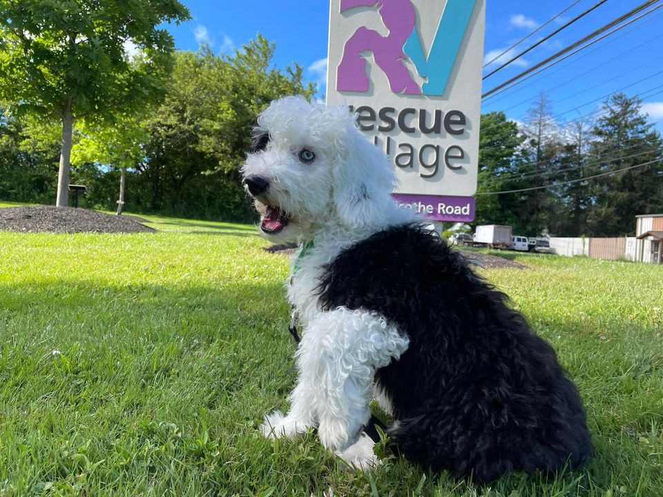 Rescue Village (Geauga Humane Society) in Novelty, 510 | Clear The Shelters 2022 image