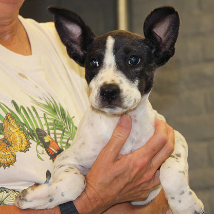 Friends of Mohave County Animal Shelter in Kingman, 753 | Clear The Shelters 2022 image