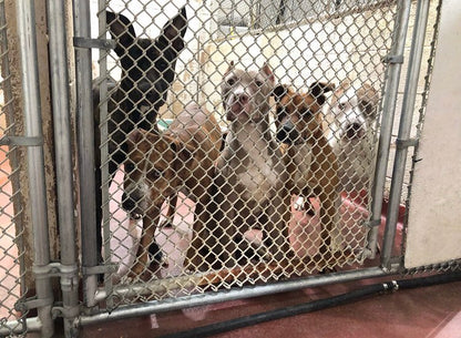 LifeLine Animal Project at Fulton County Animal Services in Atlanta, 524 | Clear The Shelters 2022 image