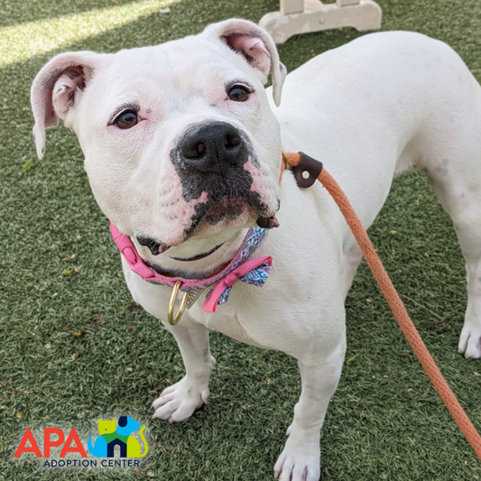 Animal Protective Association (APA) of Missouri in St. Louis, 609 | Clear The Shelters 2022 image