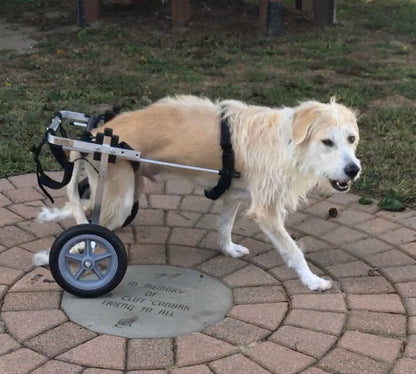 Save-A-Pet Animal Rescue in Port Jefferson Station, 501 | Clear The Shelters 2022 image