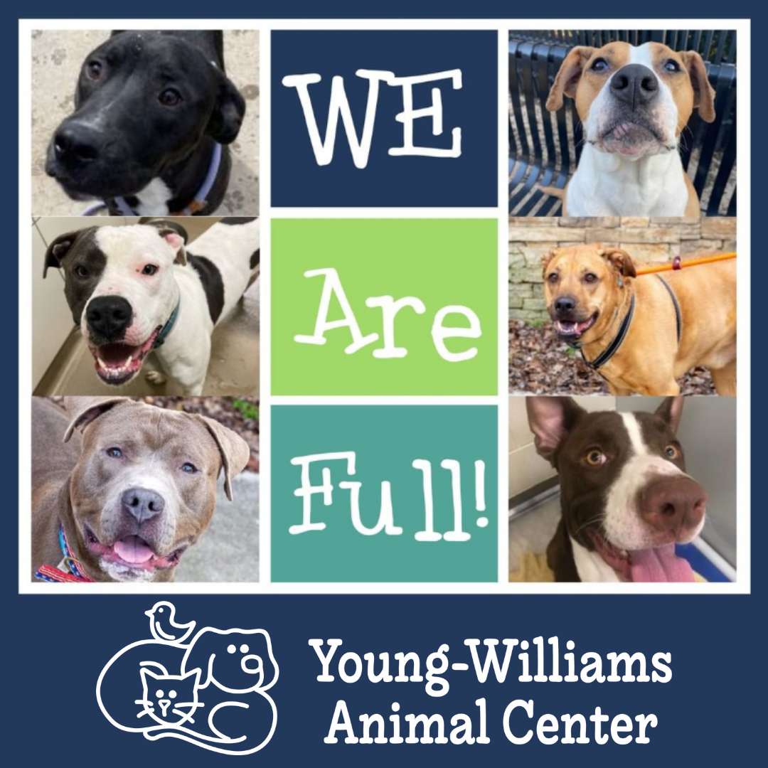 Young-Williams Animal Center in Knoxville, 557 | Clear The Shelters 2022 image